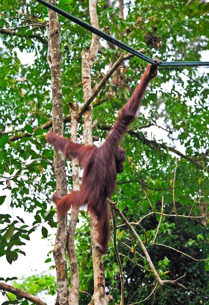 Orangotang nel centro di riabilitazione della fauna selvatica di Semenggoh