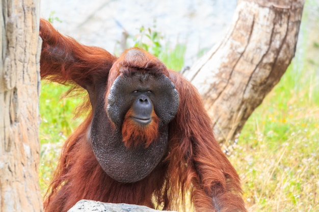 Orangutan del Borneo (pygmaeus del pongo) in Tailandia