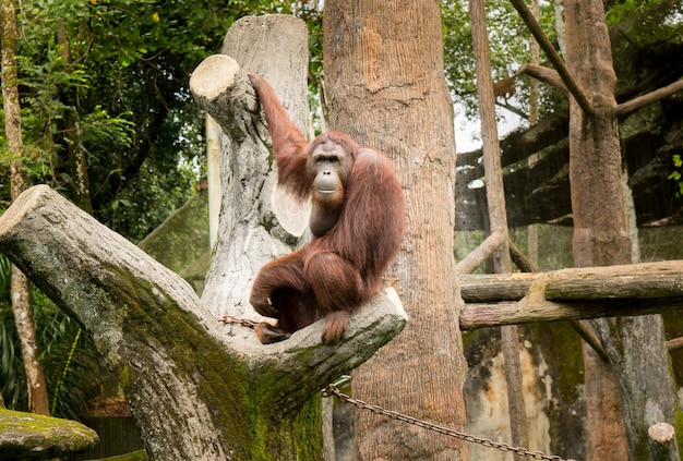 Orangutan femminile del ritratto con la posa di sguardo shillyshally