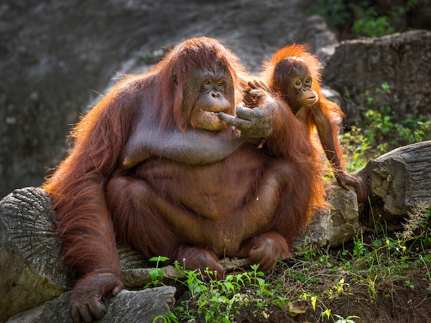 Orangutan madre e bambino rilassante nell&#39;ambiente naturale dello zoo.