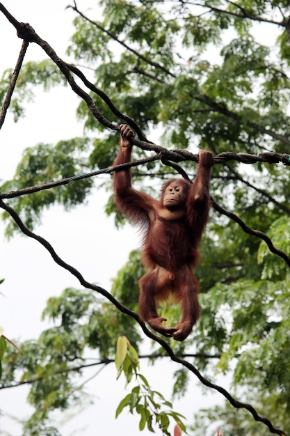 Orangutan selvaggio