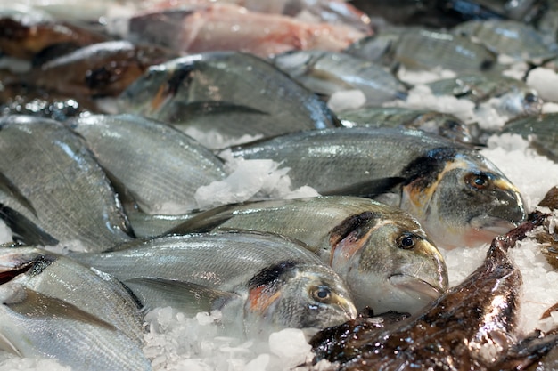 orata di pesce al banco