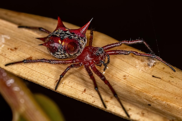 Orbweaver femmina adulta