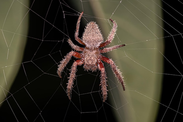 Orbweaver tipico adulto