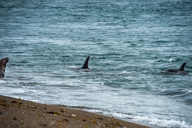 Orca attacca una foca sulla spiaggia