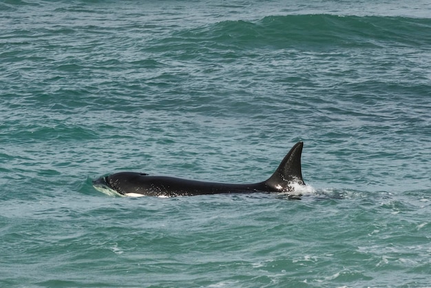 Orca che attacca i leoni marini Penisola Valdes Patagonia Argentina