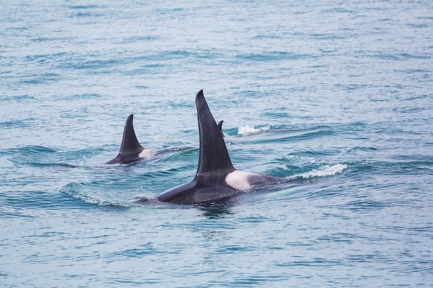 Orca (orca assassina) in Alaska