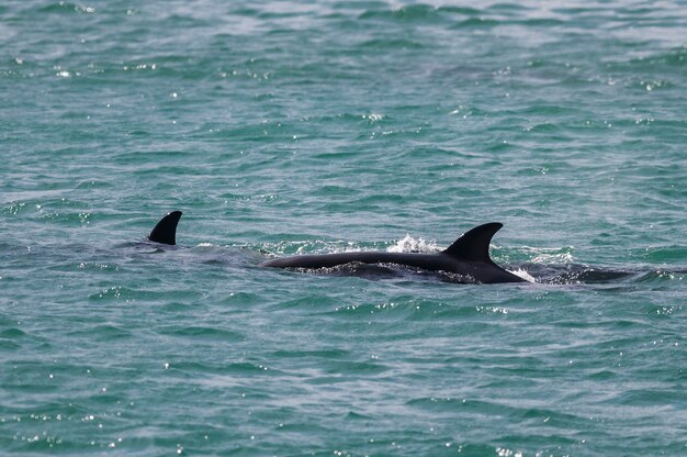 Orca Patagonia Argentina