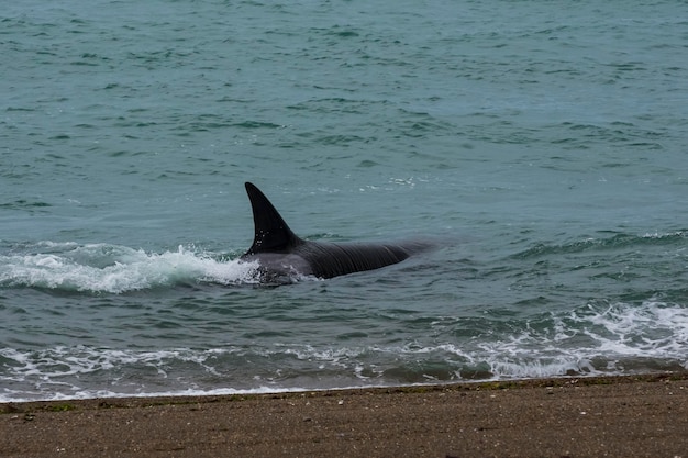 Orche a caccia di leoni marini Penisola Valdes Patagonia Argentina