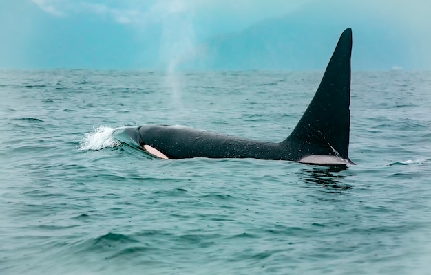 orche che colpiscono il leone marino