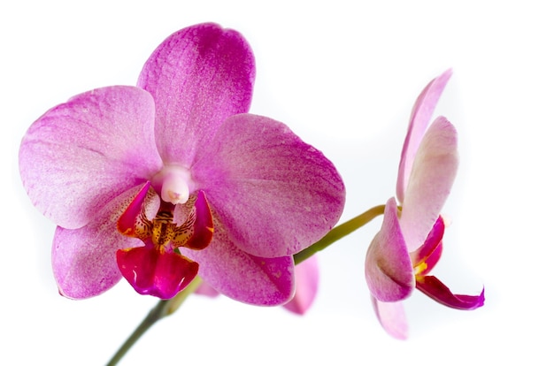 Orchid Flower