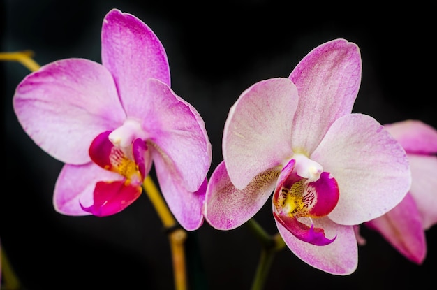 Orchid Flower