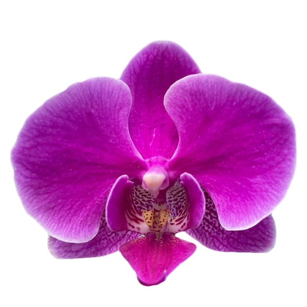 Orchid Flower