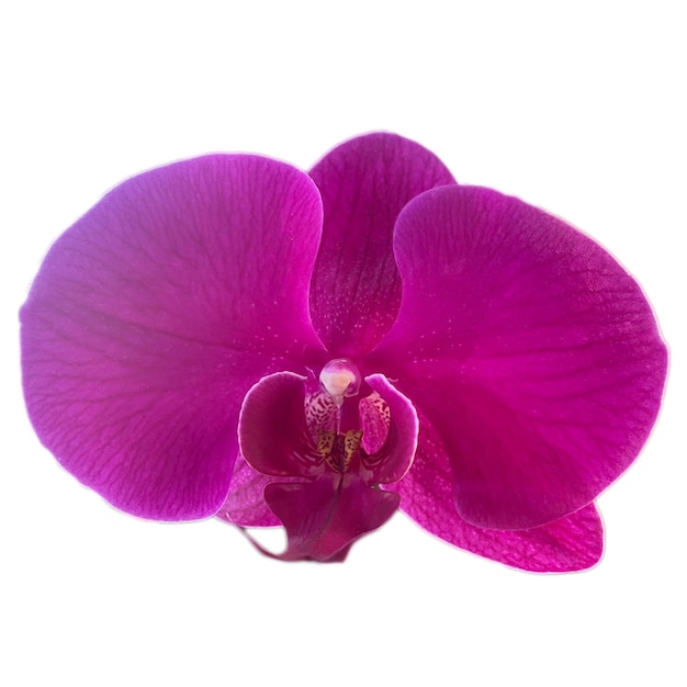 Orchid Flower