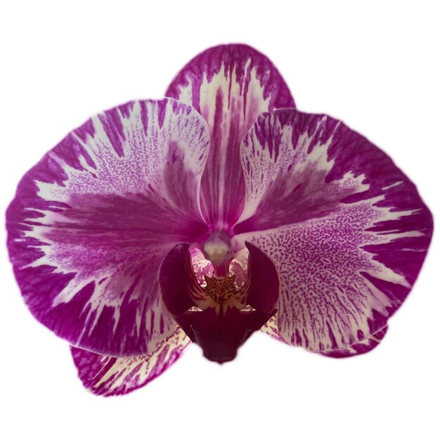 Orchid Flower