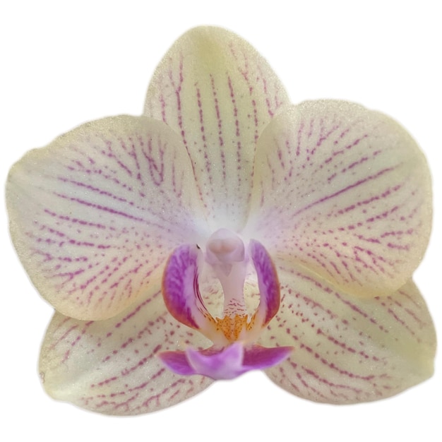 Orchid Flower