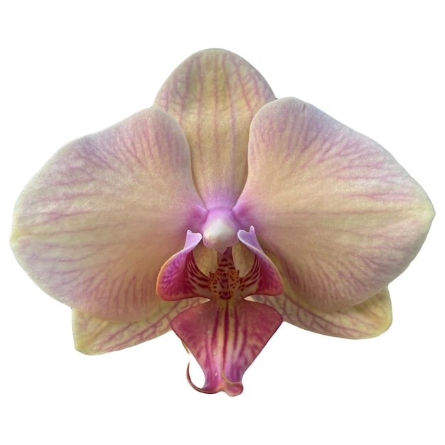 Orchid Flower