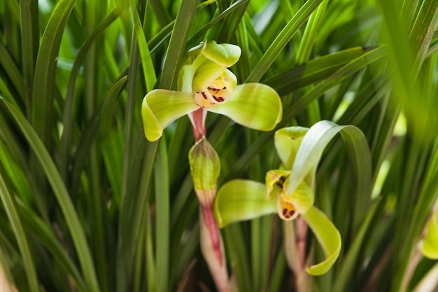 Orchidacee