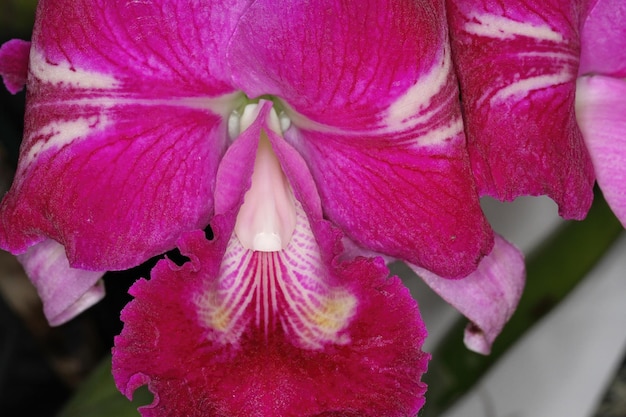 Orchidea ad una mostra