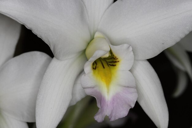 Orchidea ad una mostra