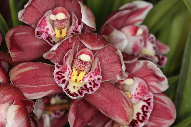 Orchidea ad una mostra