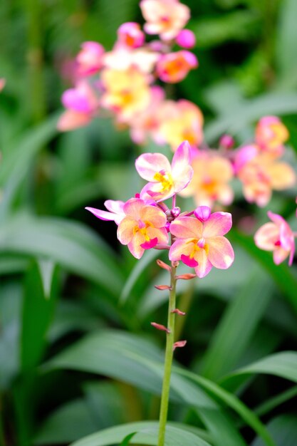 Orchidea bella in giardino in Thailandia