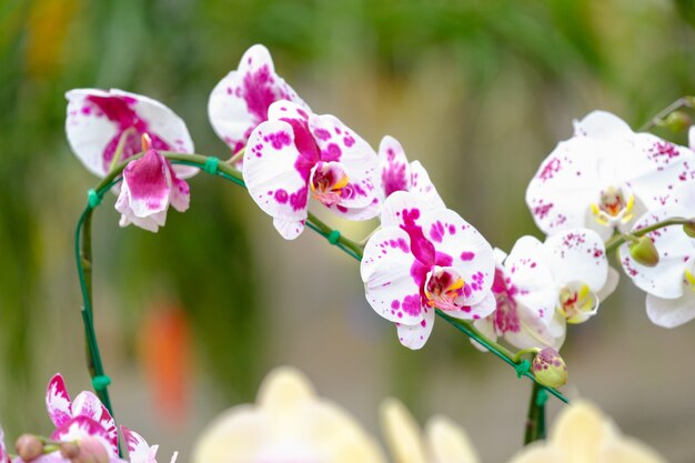 Orchidea bella in giardino in Thailandia