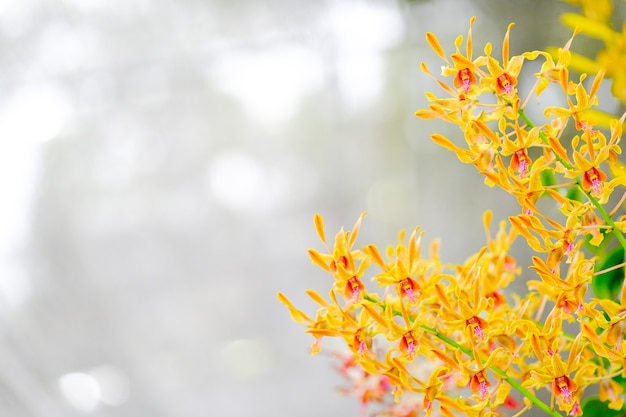 Orchidea bella in giardino in Thailandia