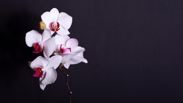 Orchidea bianca con centro viola isolato su sfondo nero