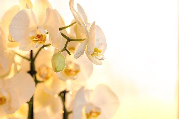 Orchidea bianca con gocce d'acqua sul bokeh dei petali