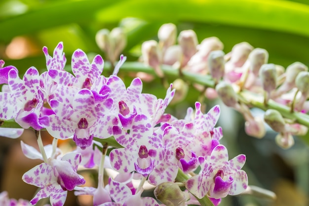 Orchidea bianca e viola, Rhynchostylis gigantea, con foglie verdi.