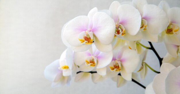 Orchidea bianca in fiore su sfondo chiaro con spazio per la copia Hobby delle piante da appartamento della floricoltura