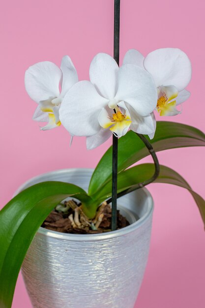 Orchidea bianca in un vaso su uno spazio rosa