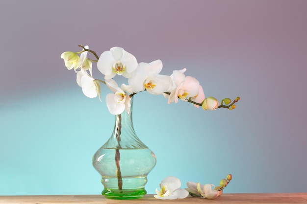 Orchidea bianca in vaso di vetro vintage su ripiano in legno sulla parete di fondo