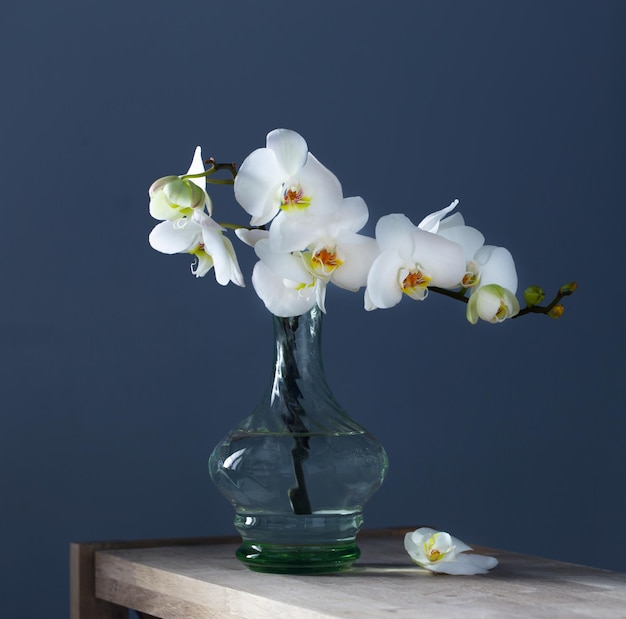 Orchidea bianca in vaso di vetro vintage sullo scaffale di legno sulla parete blu di sfondo