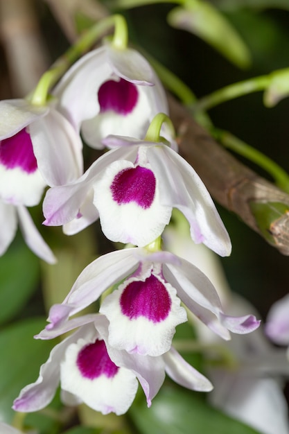 Orchidea bianca isolata sul nero