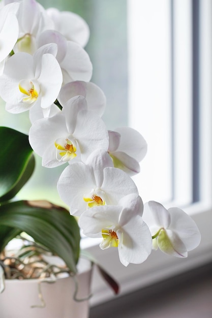 Orchidea bianca Phalaenopsis bianca in fiore o orchidea di falena sul davanzale della finestra all'interno