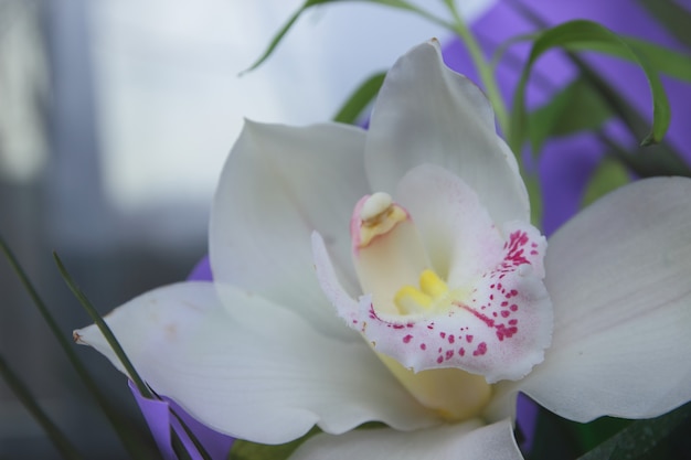 Orchidea bianca, primo piano. Messa a fuoco selettiva del primo piano delle orchidee falene nel bouquet