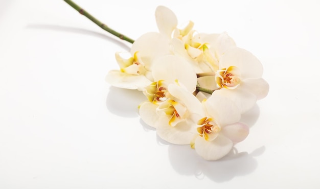 Orchidea bianca su sfondo bianco