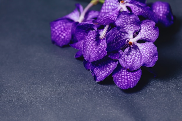 Orchidea blu su sfondo grigio semplice