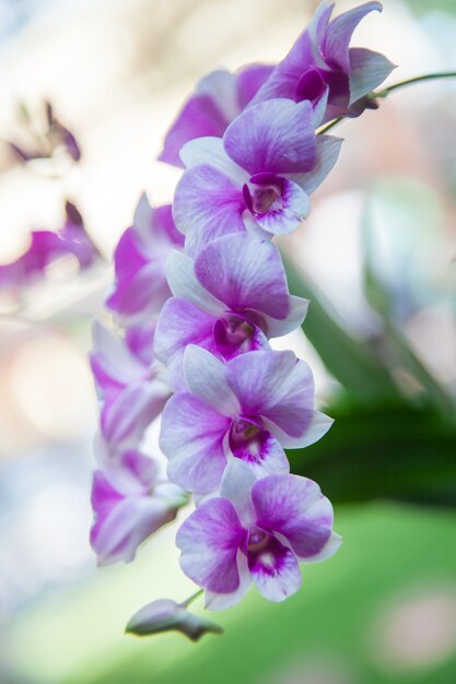 Orchidea Blu