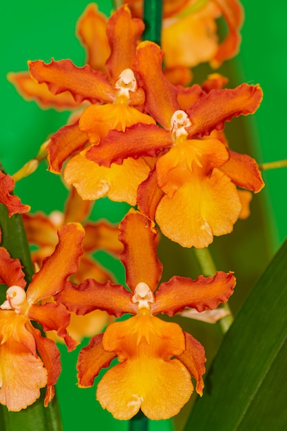 Orchidea Cambria Catatante arancione