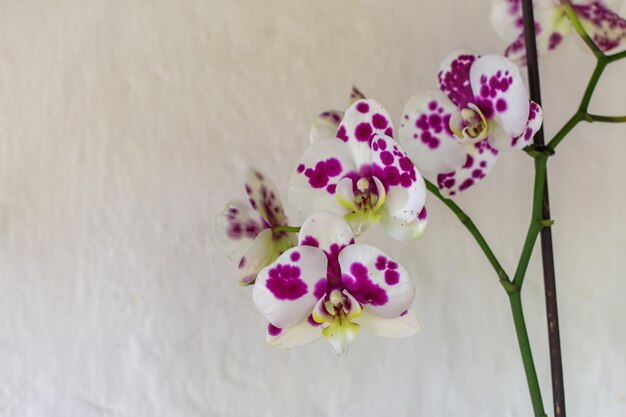 Orchidea colombiana con petali bianchi e macchie viola con spazio copia