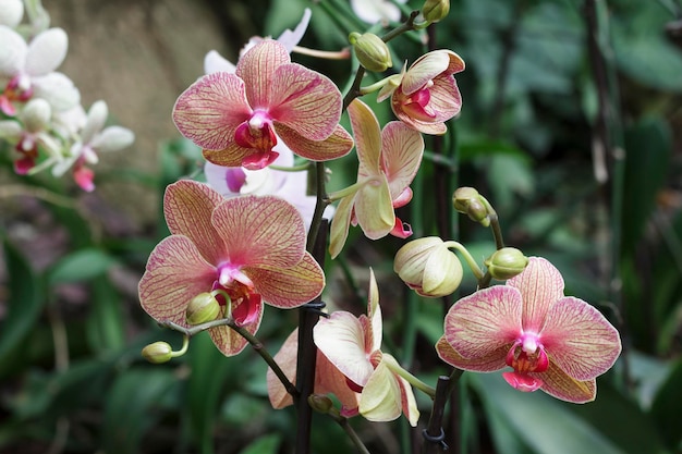 Orchidea colorata in un giardino botanico