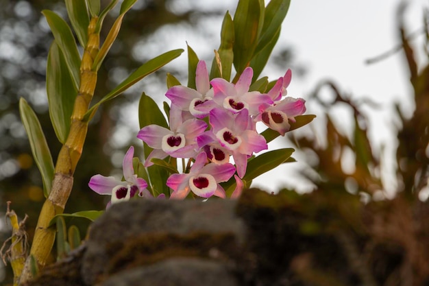 Orchidea conosciuta come occhio di bambola Nome scientifico dendrobium nobile