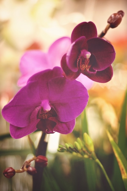 Orchidea da Purple Moth