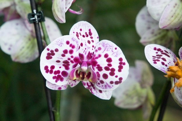 Orchidea dalmata vicino sfondo