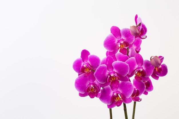Orchidea di bellezza su bianco