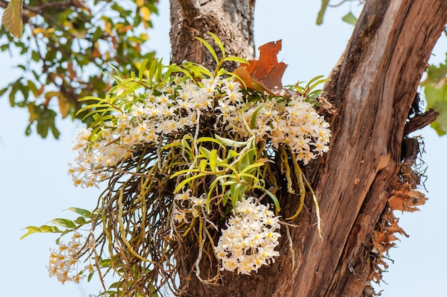 Orchidea di fioritura selvaggia del Dendrobium sull&#39;albero