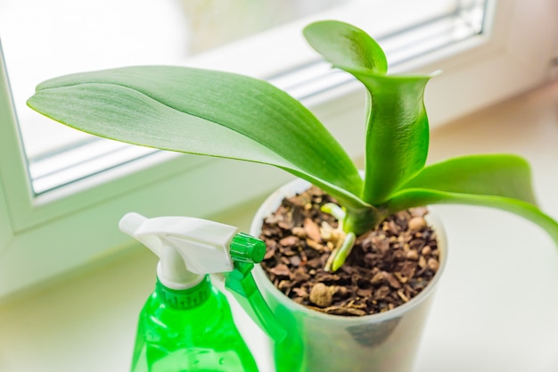 Orchidea di muschio in un vaso di plastica e spayer sul davanzale della finestra. Concetto di cura delle piante della casa